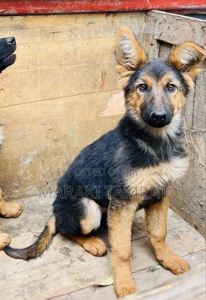 1-3 months Male Purebred German Shepherd