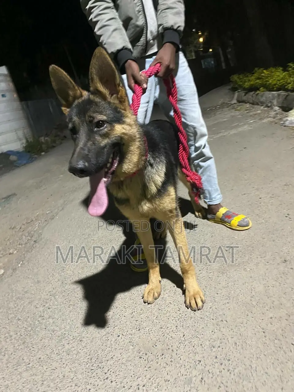 3-6 months Male Purebred German Shepherd