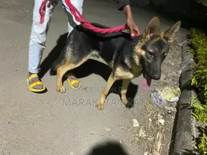 Photo - 1-3 months Male Purebred German Shepherd