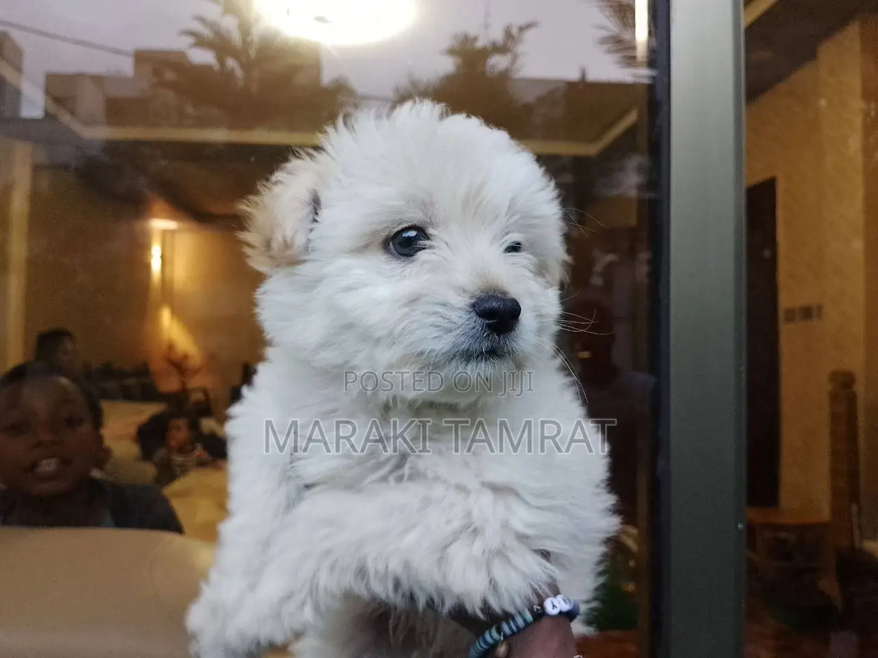 1-3 months Female Purebred Maltese