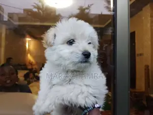 Photo - 1-3 months Female Purebred Maltese