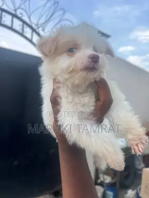 Photo - 1-3 months Male Purebred Maltese