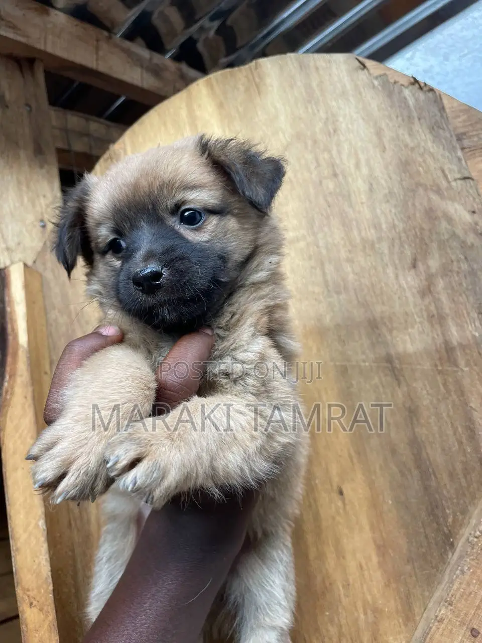 1-3 months Male Purebred Maltese