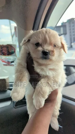 Photo - 1-3 months Male Purebred Maltese