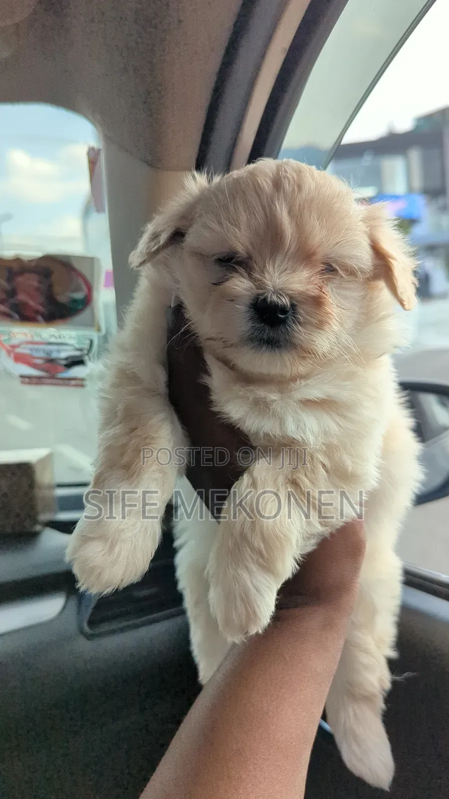 1-3 months Male Purebred Maltese