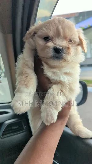 1-3 months Male Purebred Maltese