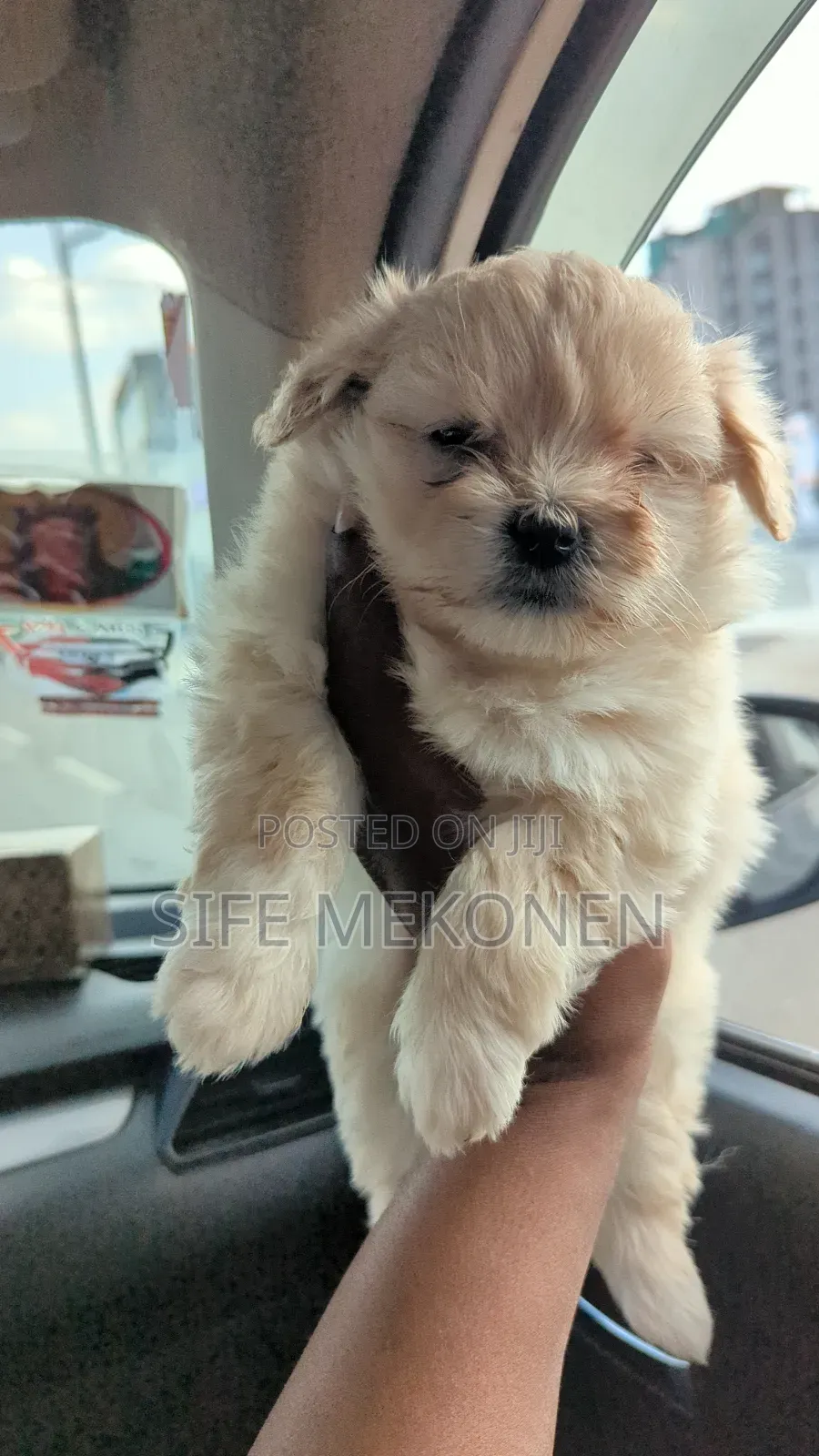 1-3 months Male Purebred Maltese