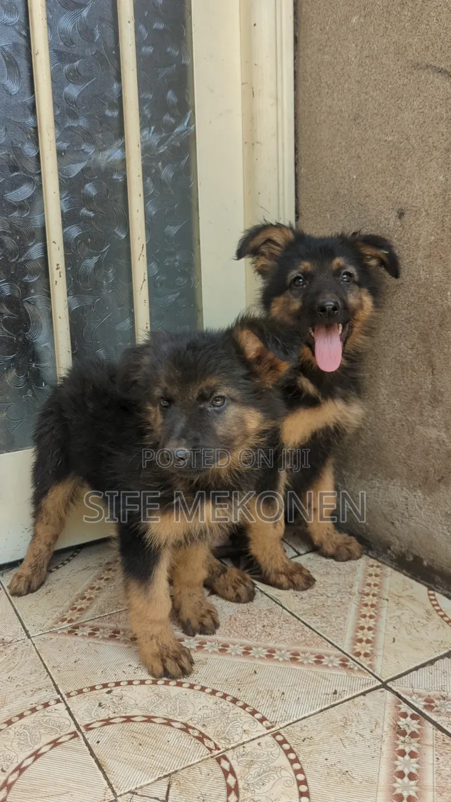 1-3 months Male Purebred German Shepherd