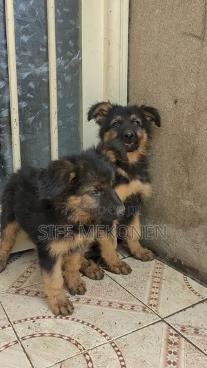 Photo - 1-3 months Male Purebred German Shepherd