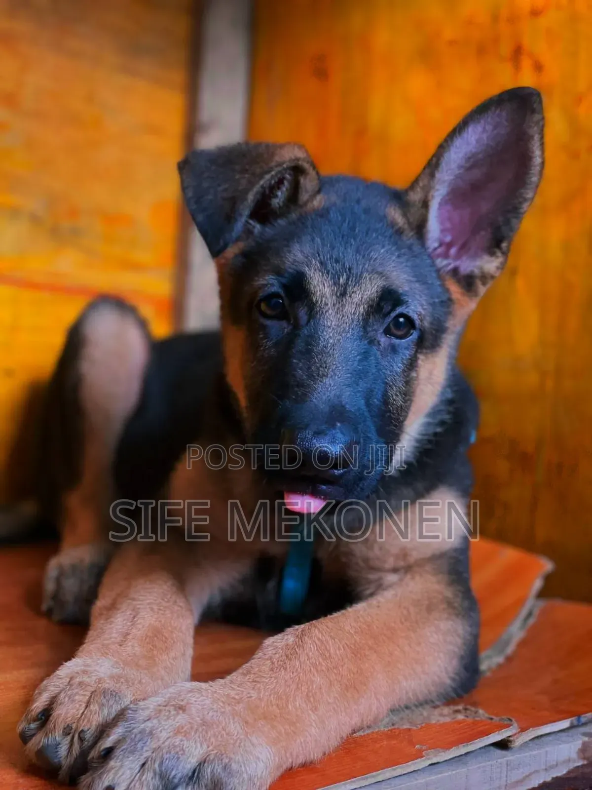 1-3 months Male Purebred German Shepherd