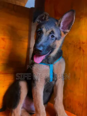 Photo - 1-3 months Male Purebred German Shepherd