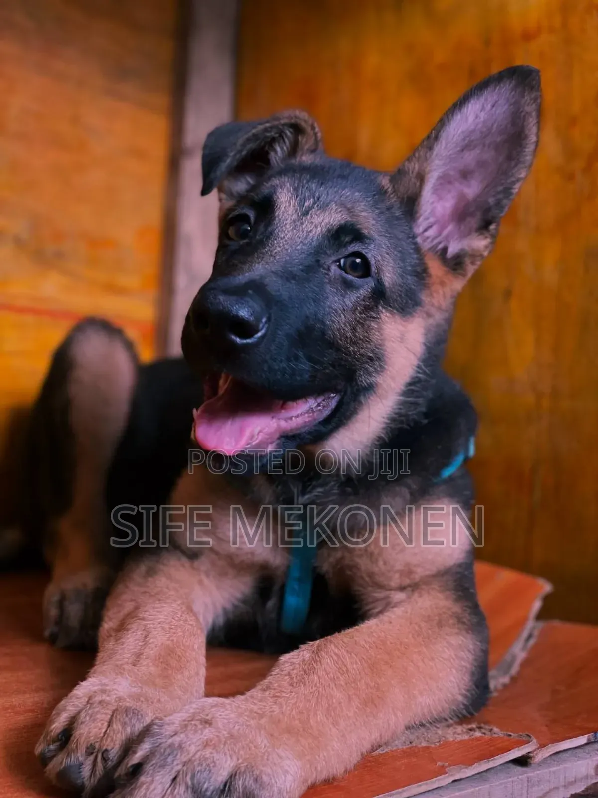 1-3 months Male Purebred German Shepherd