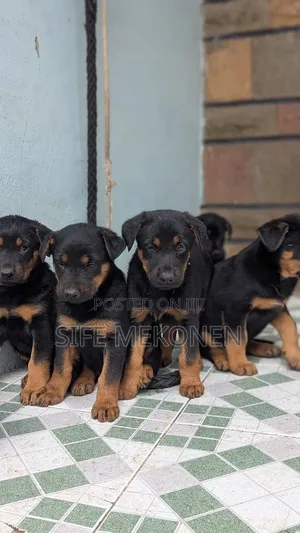 Photo - 1-3 months Male Purebred German Shepherd