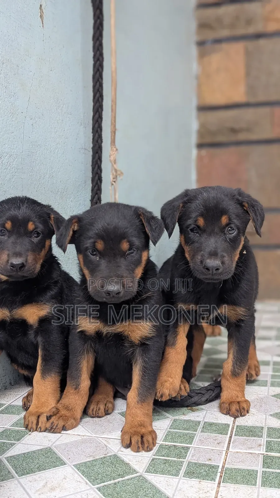 1-3 months Male Purebred German Shepherd