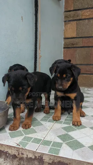 1-3 months Male Purebred German Shepherd