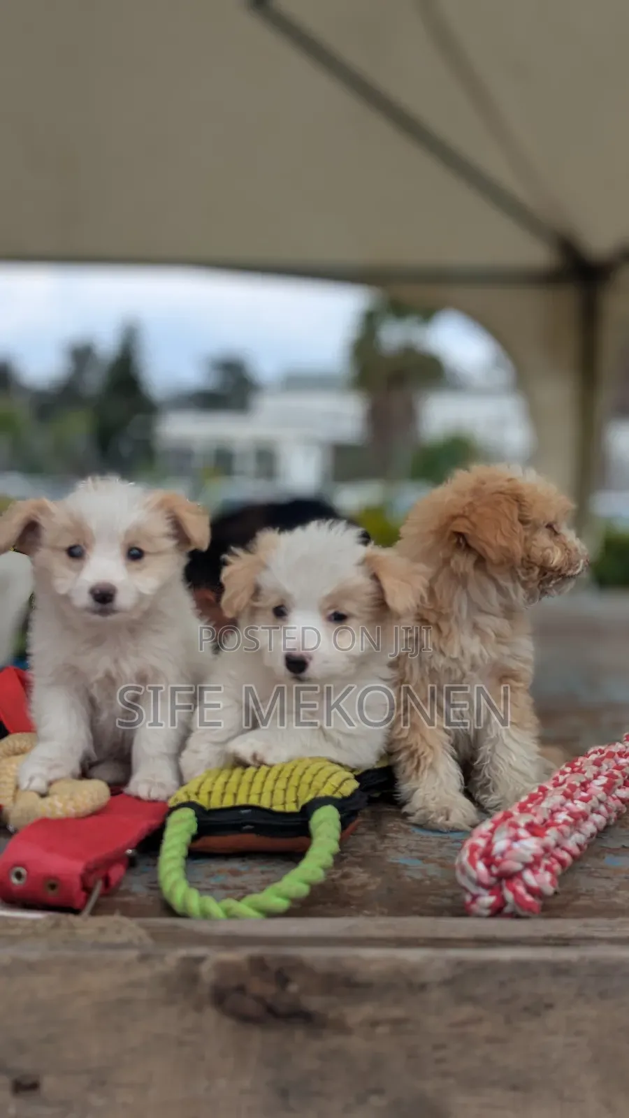 1-3 months Male Purebred Maltese