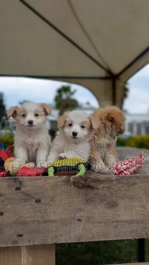 Photo - 1-3 months Male Purebred Maltese