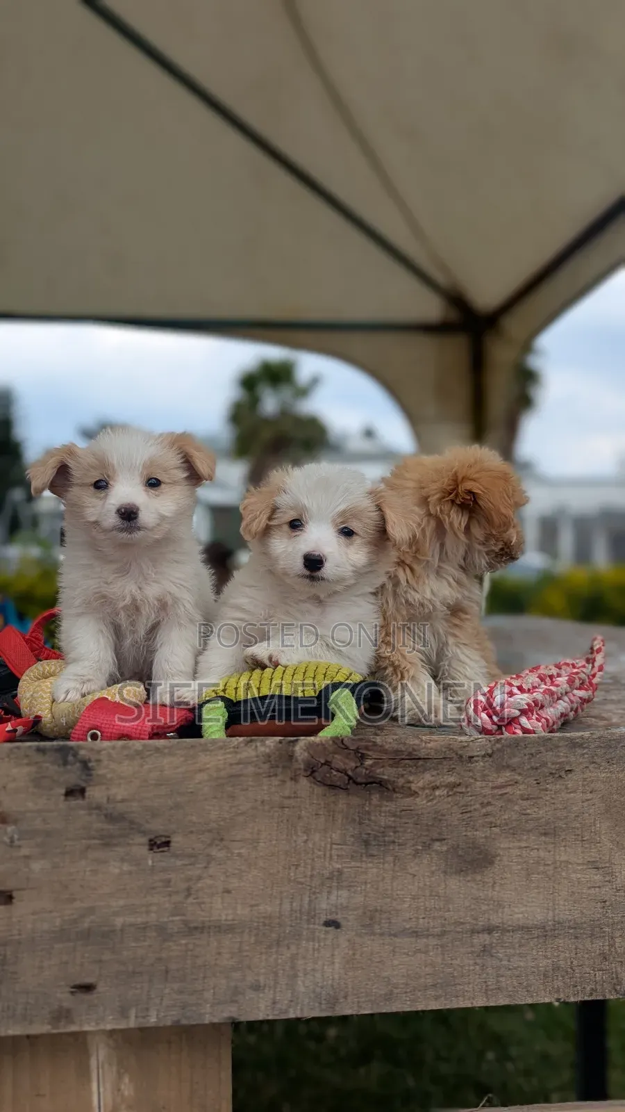 1-3 months Male Purebred Maltese