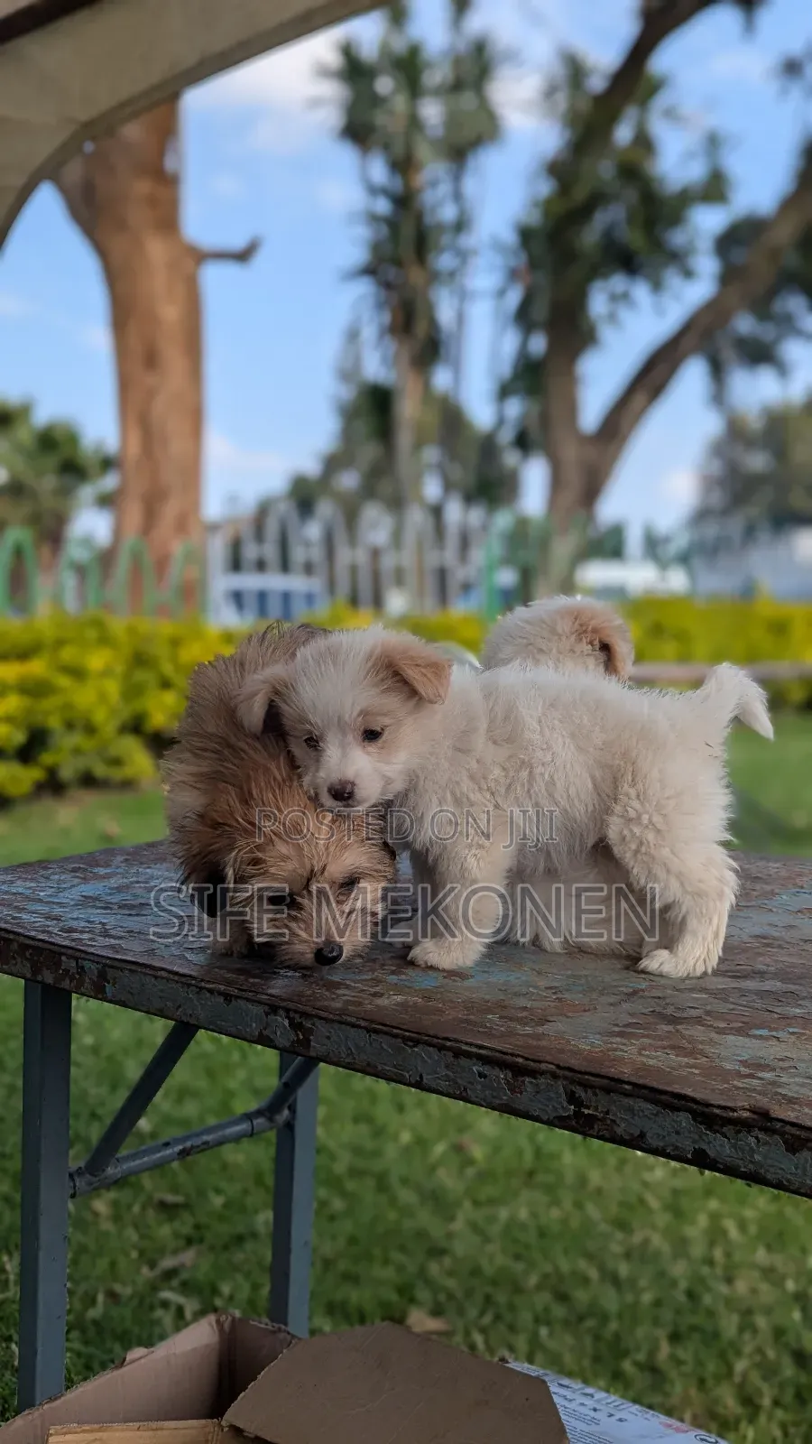 1-3 months Male Purebred Maltese