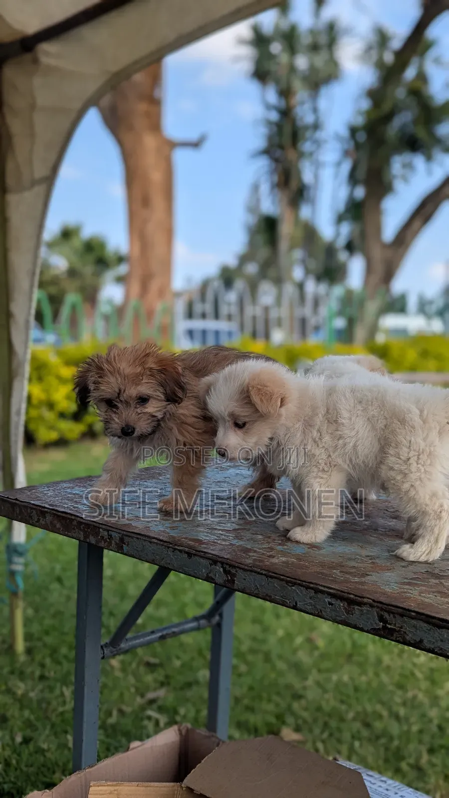 1-3 months Male Purebred Maltese