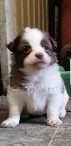 Photo - 1-3 months Male Purebred Maltese