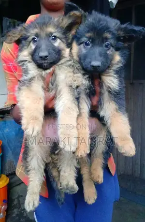 Photo - 1-3 months Male Purebred German Shepherd