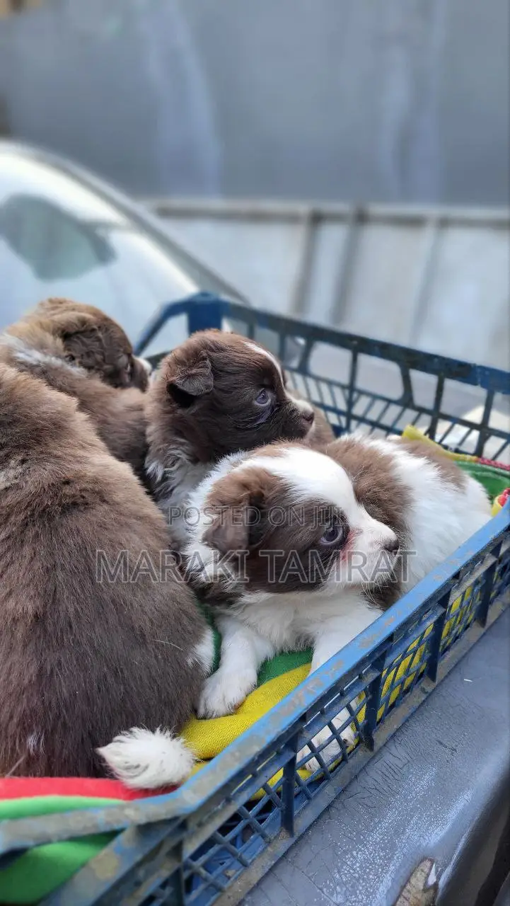 1-3 months Female Purebred Maltese