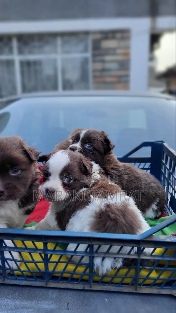 1-3 months Male Purebred Maltese