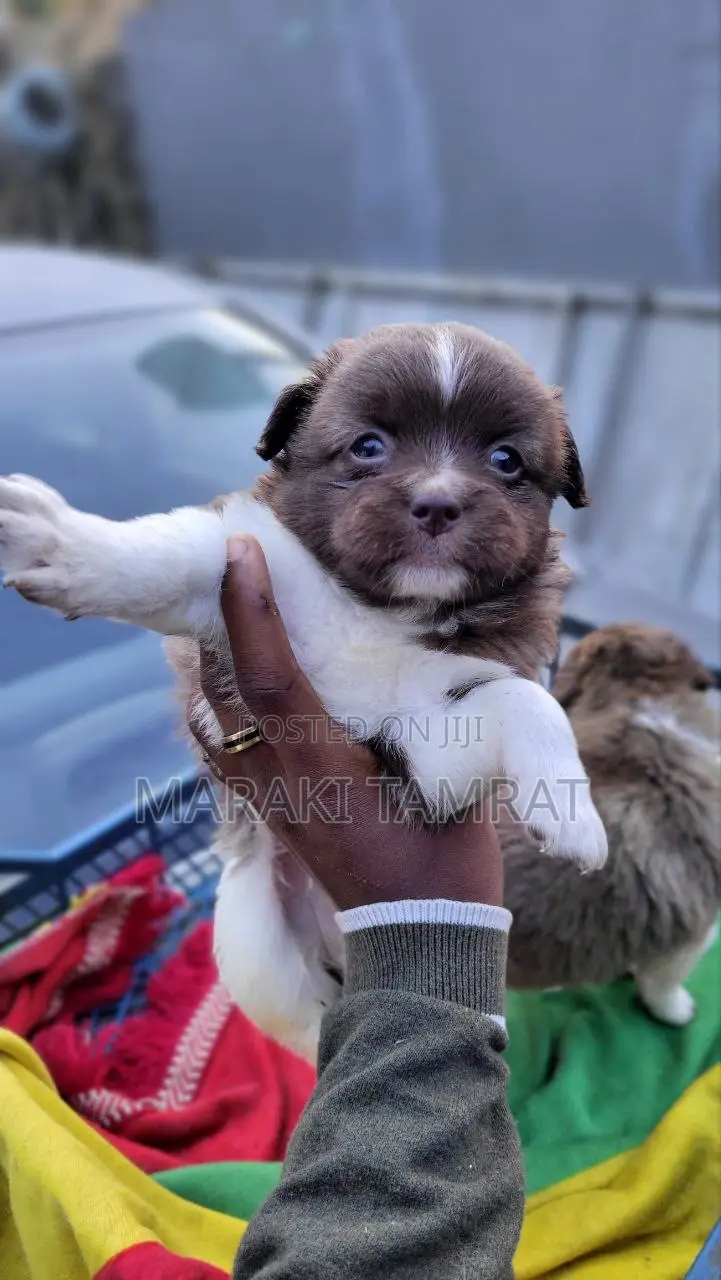 1-3 months Male Purebred Maltese