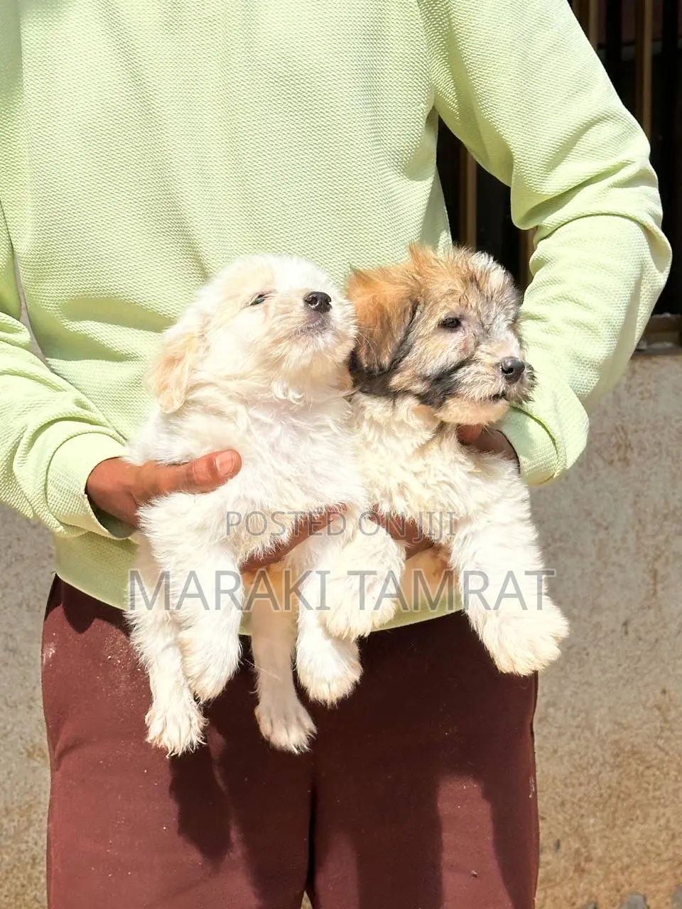 1-3 months Male Purebred Maltese