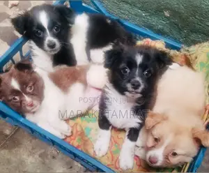 Photo - 1-3 months Female Purebred Maltese