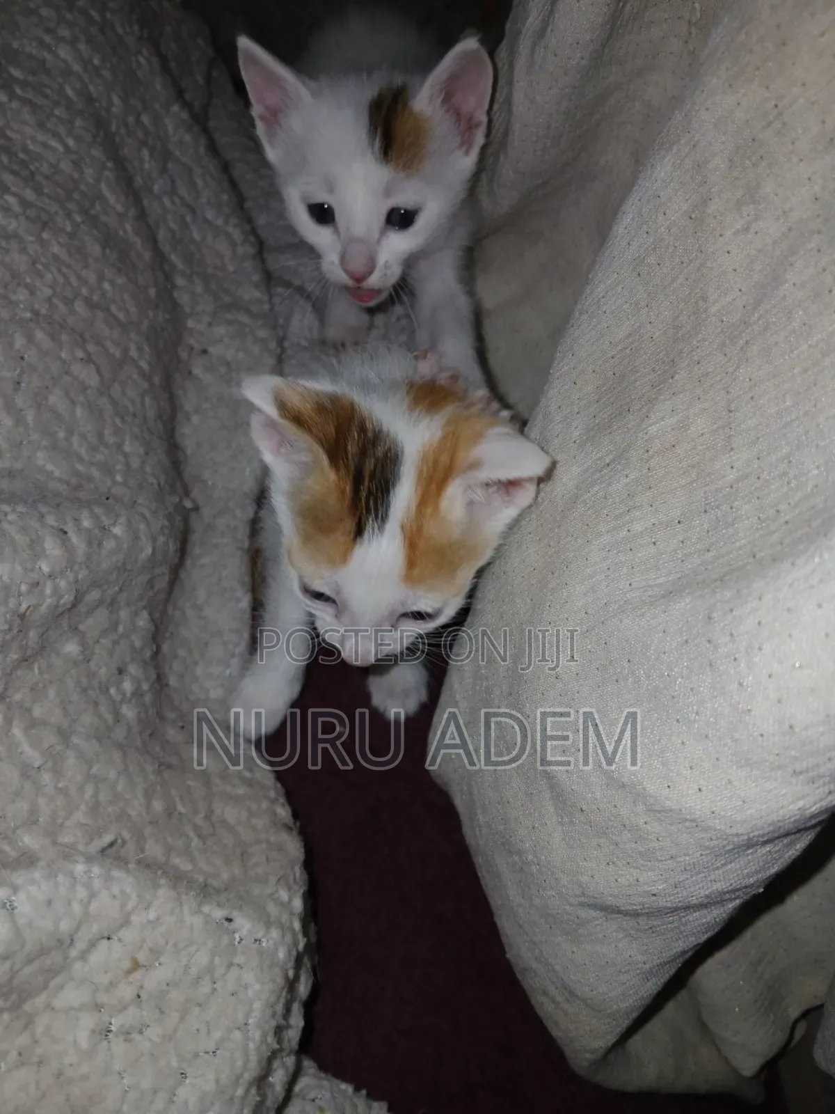 0-1 month Male Mixed Breed Cat