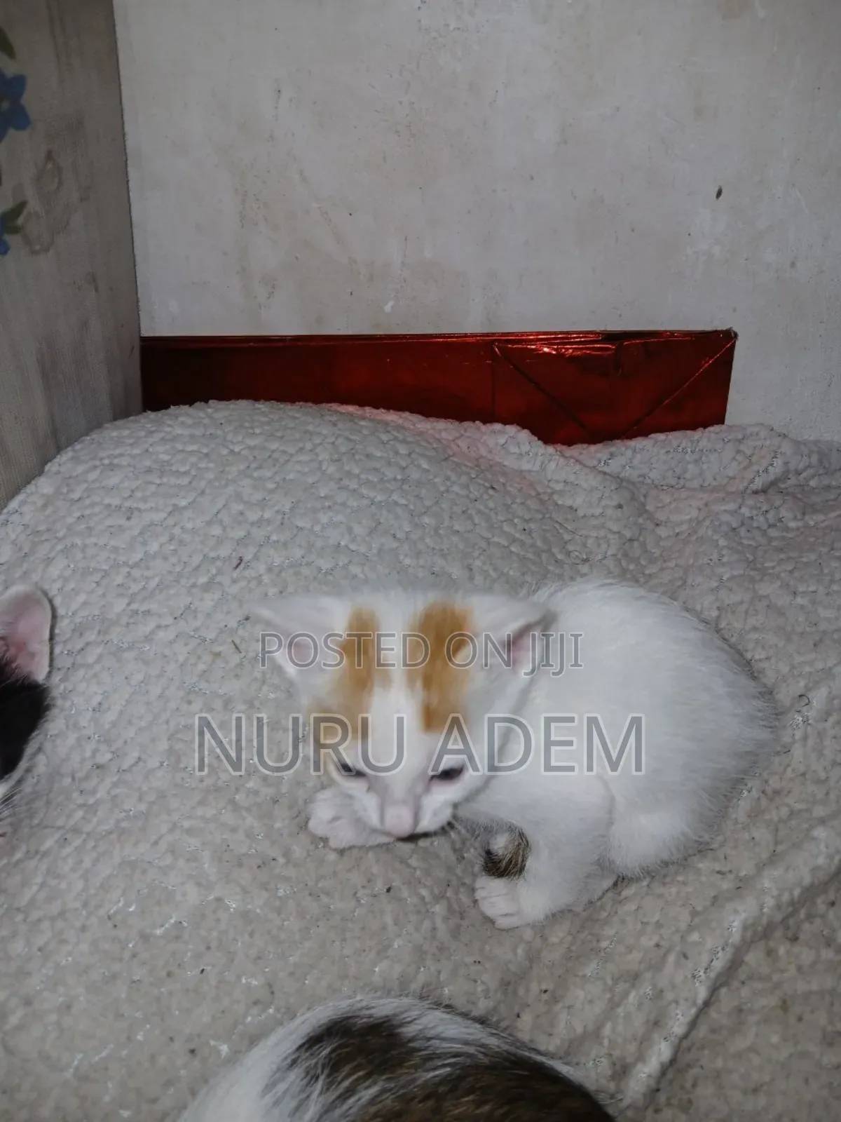0-1 month Male Mixed Breed Cat