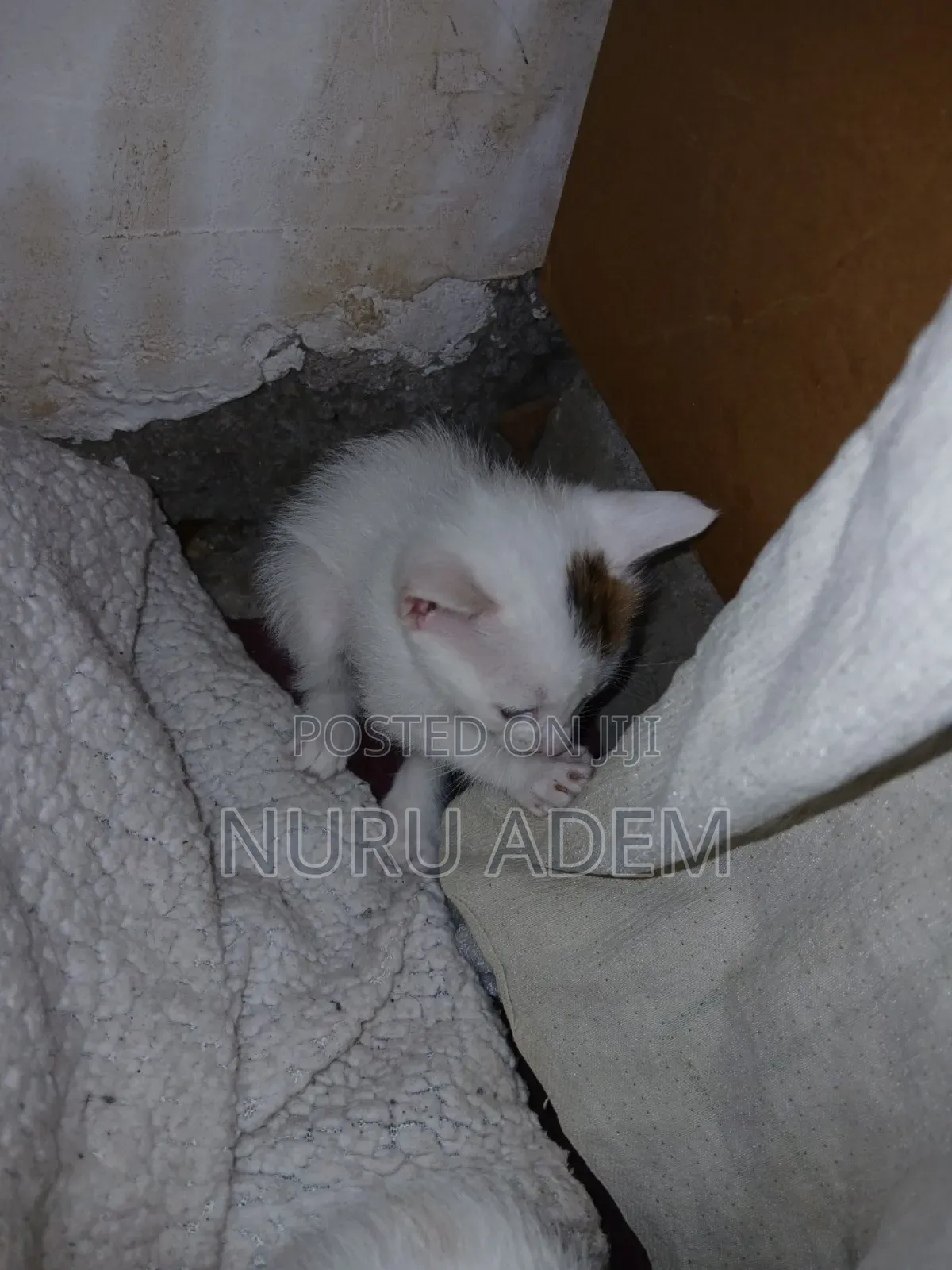 0-1 month Male Mixed Breed Cat