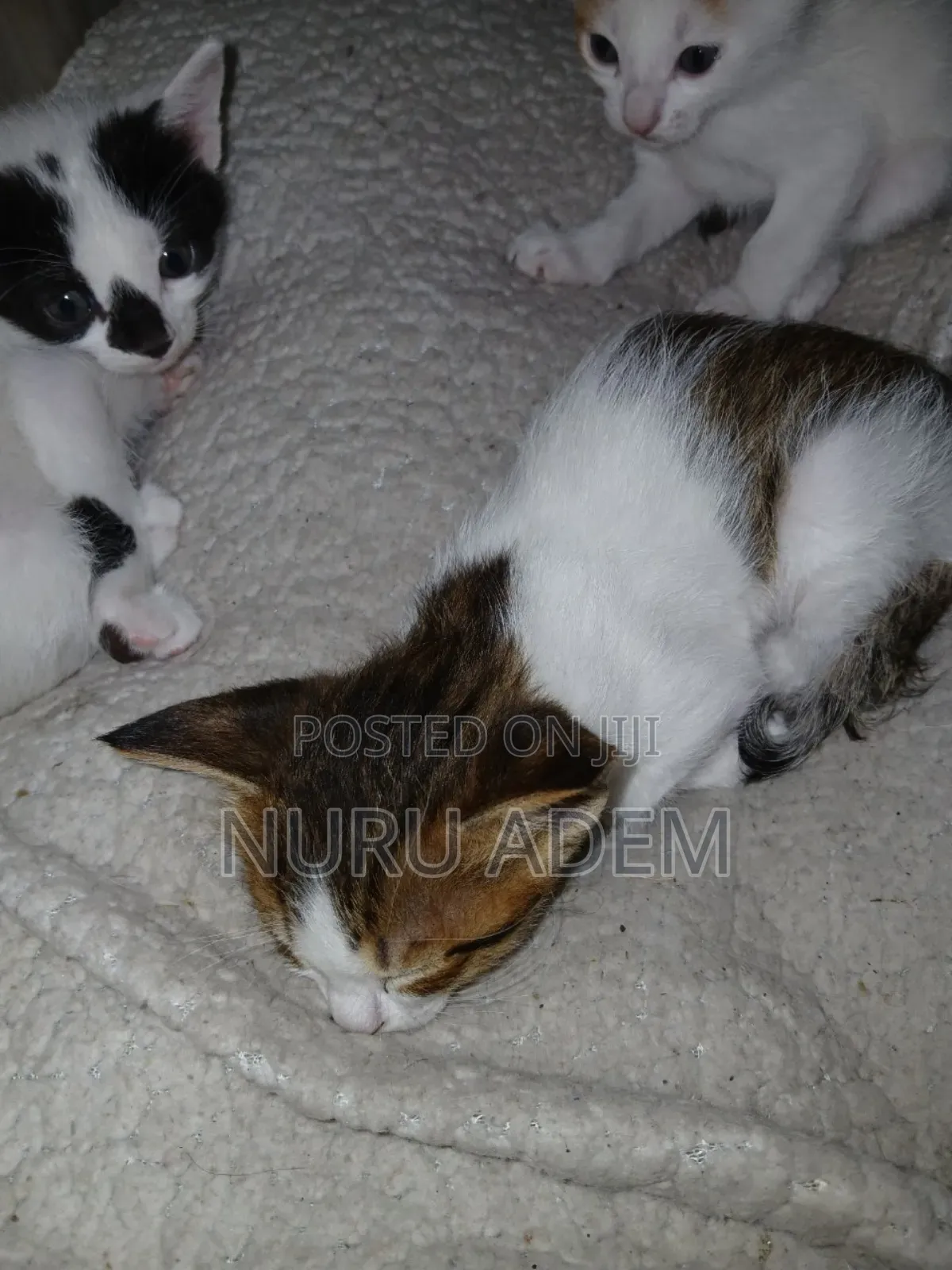 0-1 month Male Mixed Breed Cat