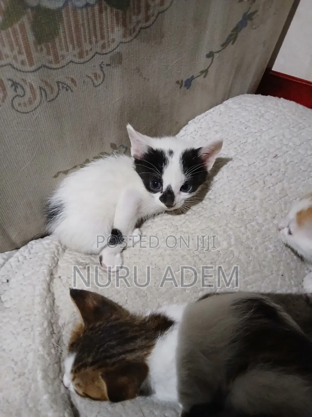 0-1 month Male Mixed Breed Cat