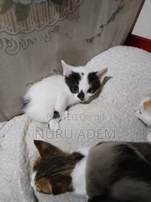 0-1 month Male Mixed Breed Cat