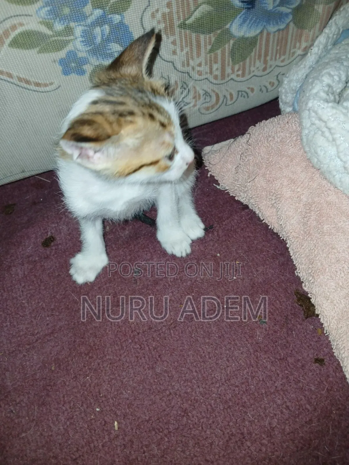 0-1 month Male Mixed Breed Cat