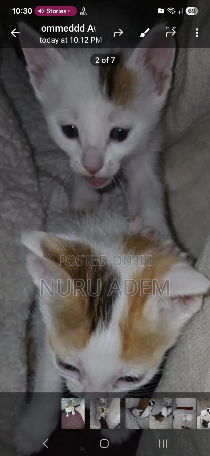 0-1 month Male Mixed Breed Cat