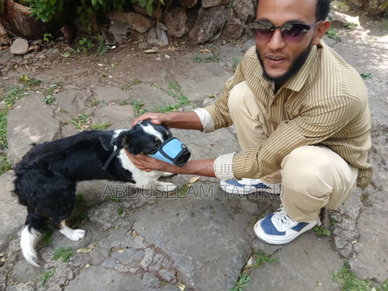 Doctor Of Veterinary Medicine