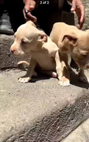 Photo - 1-3 months Male Purebred American Pit Bull Terrier