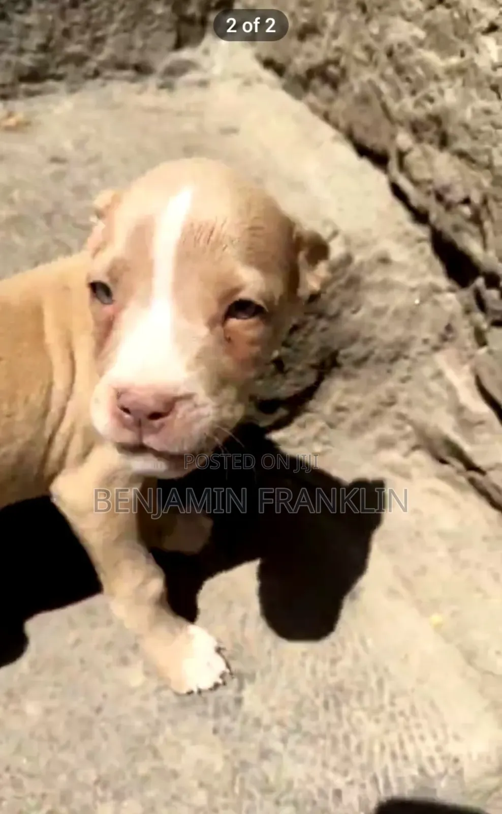 1-3 months Male Purebred American Pit Bull Terrier