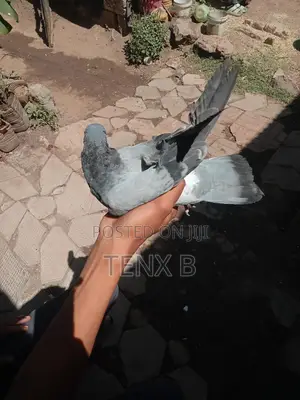 Photo - Pigeon: Racing Master