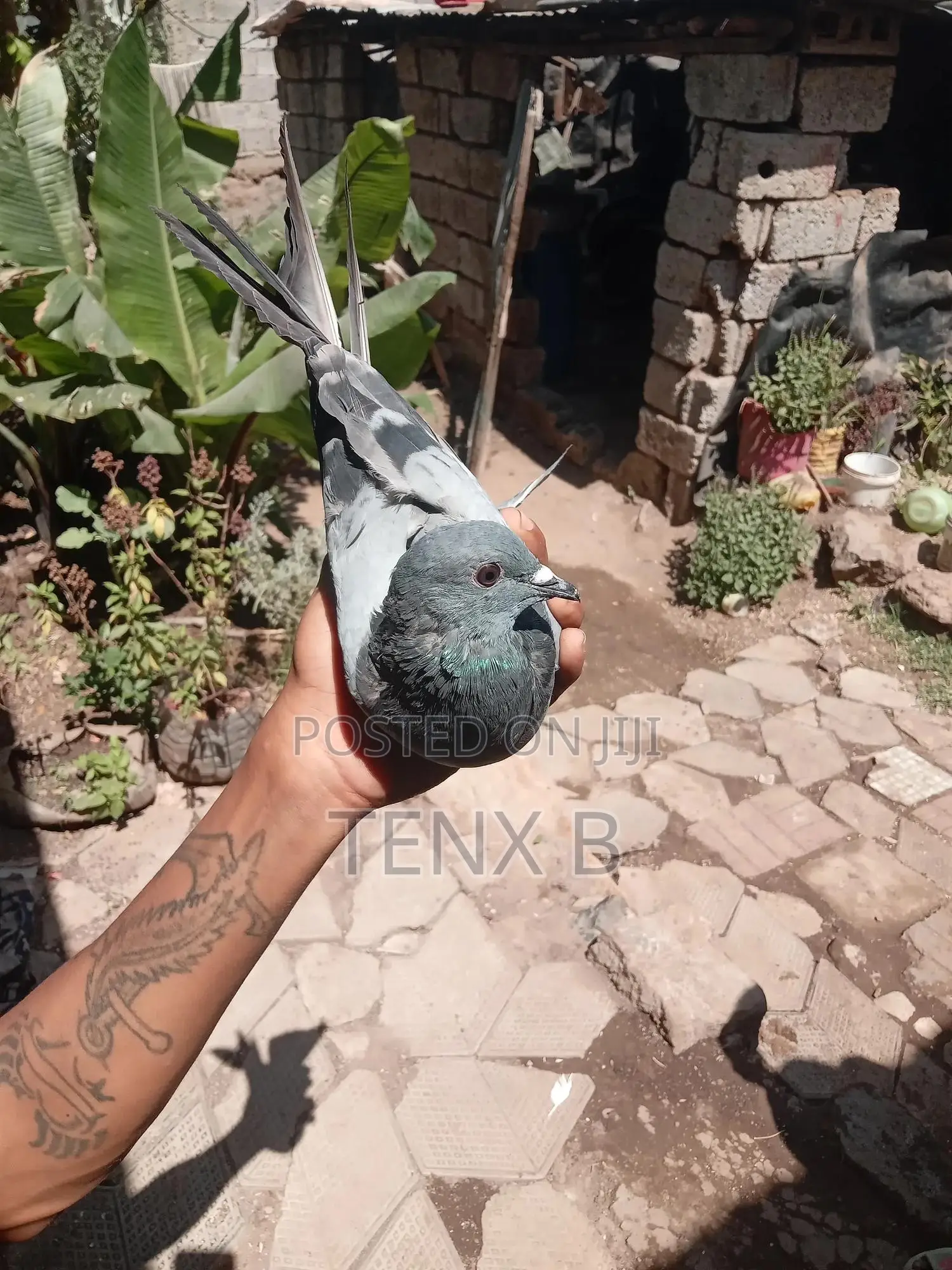 Pigeon: Racing Master