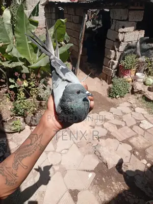 Pigeon: Racing Master