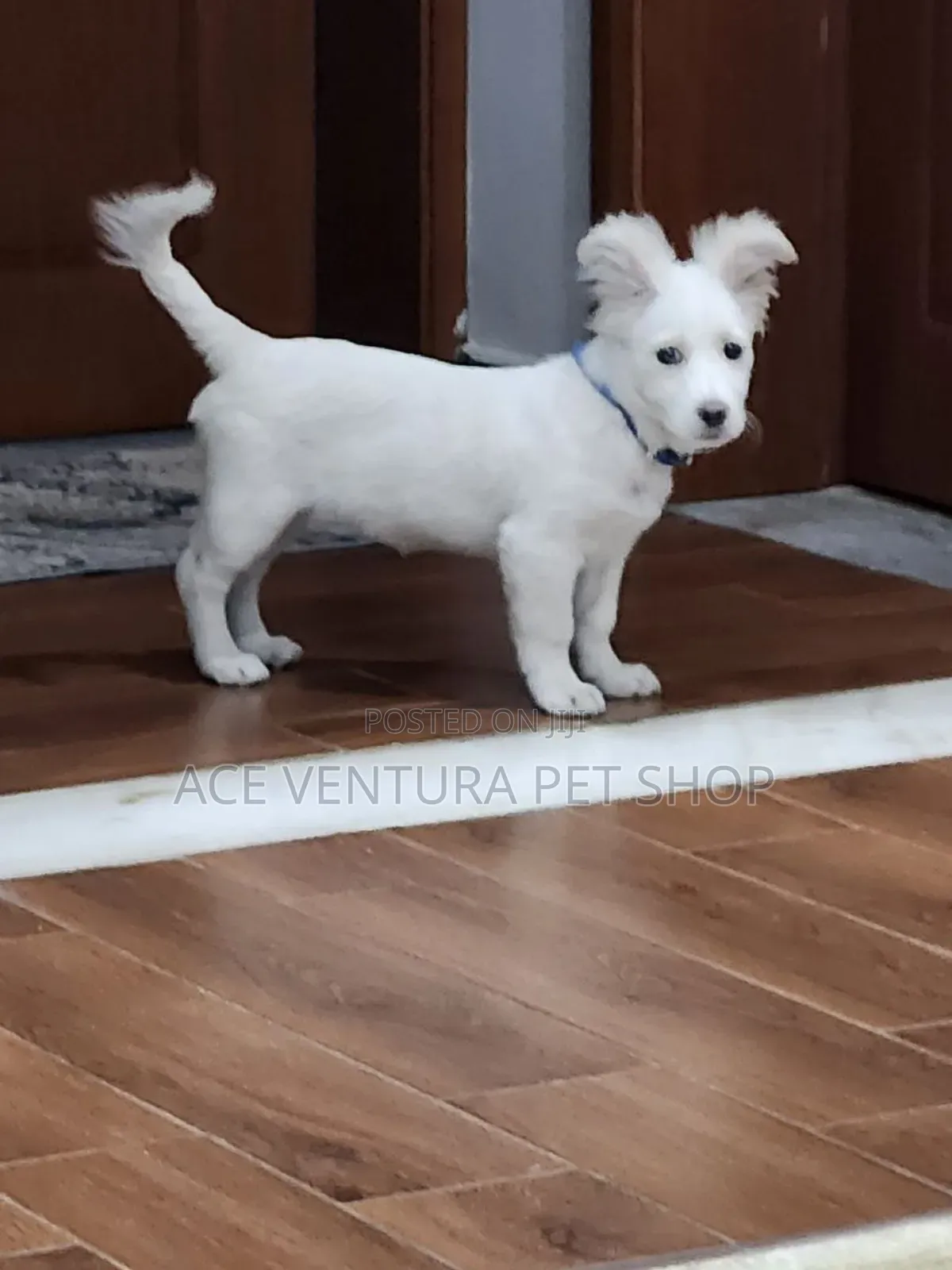 1-3 months Male Mixed Breed Maltese