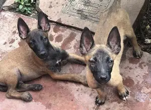 1-3 months Male Purebred Belgian Malinois