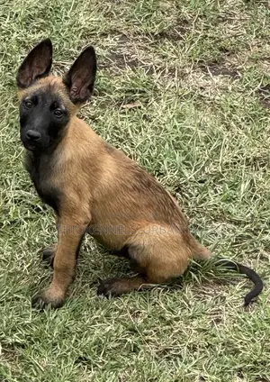 Photo - 1-3 months Male Purebred Belgian Malinois