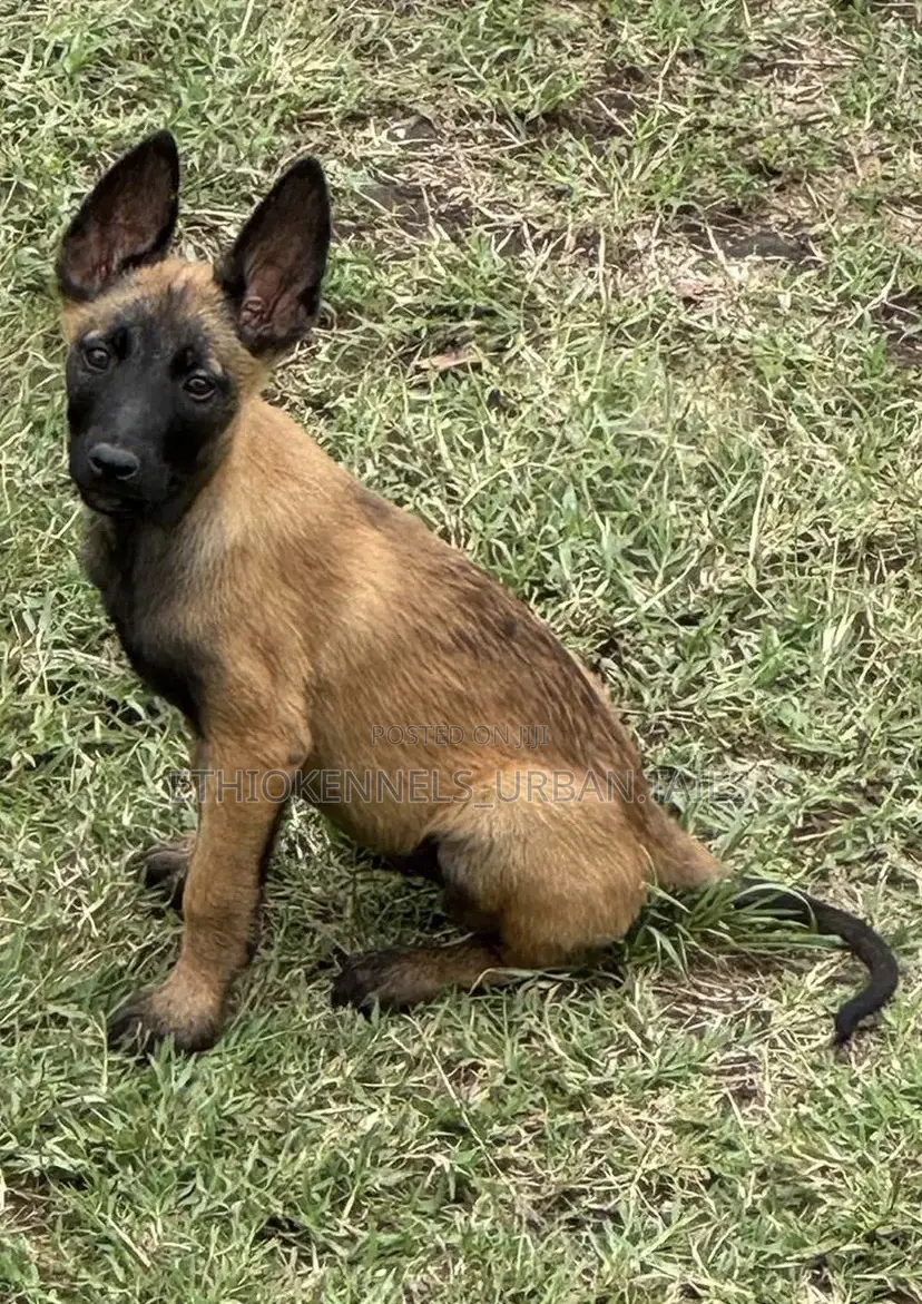 1-3 months Male Purebred Belgian Malinois