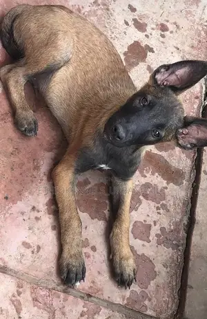 1-3 months Male Purebred Belgian Malinois
